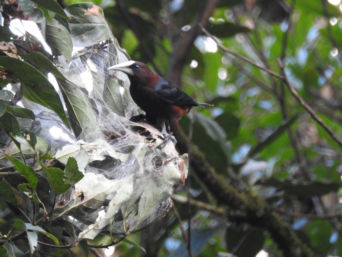 Chestnut-headed Oropendola - ML618019944