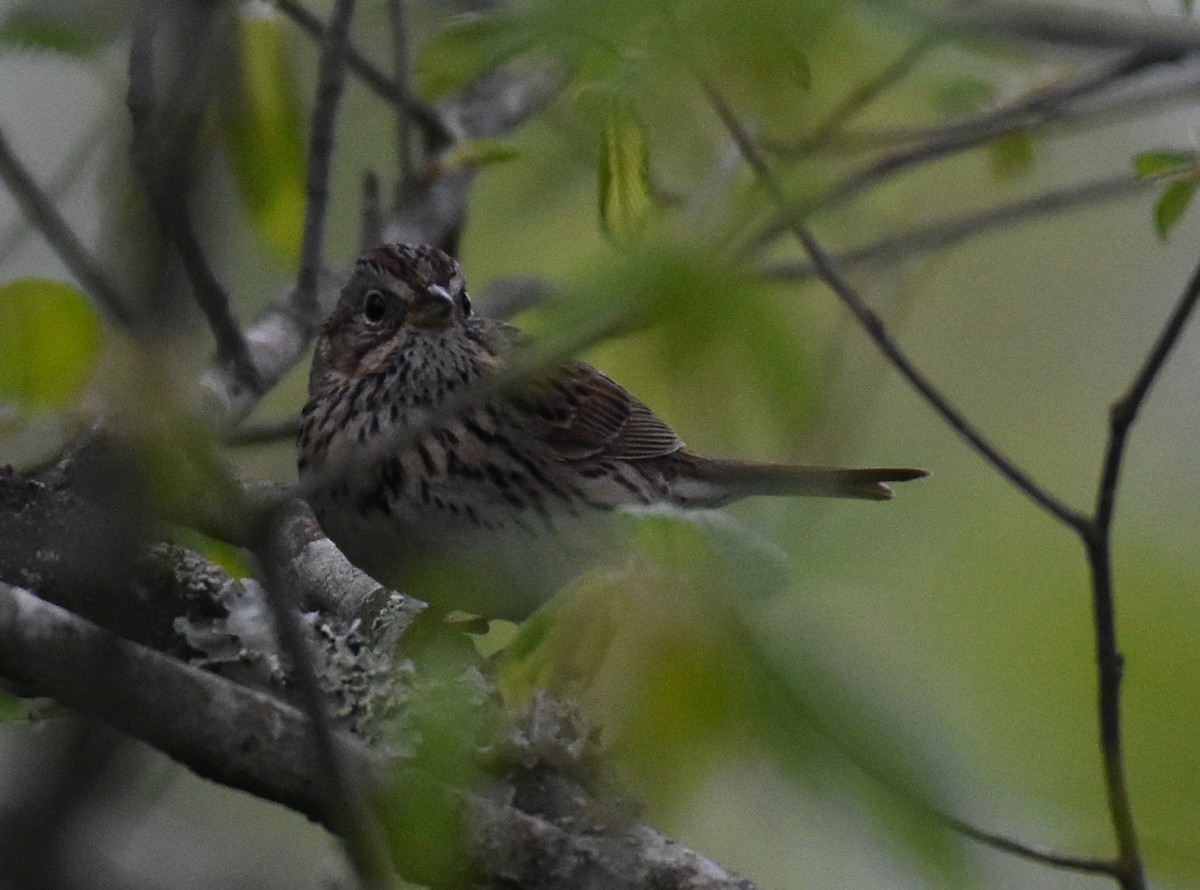 Lincoln's Sparrow - ML618019948