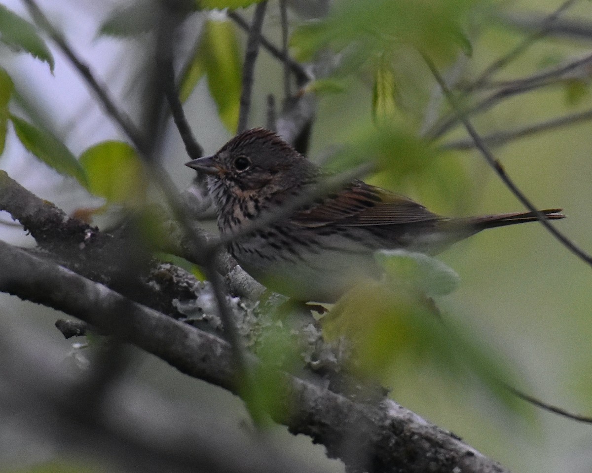 Lincoln's Sparrow - ML618019949