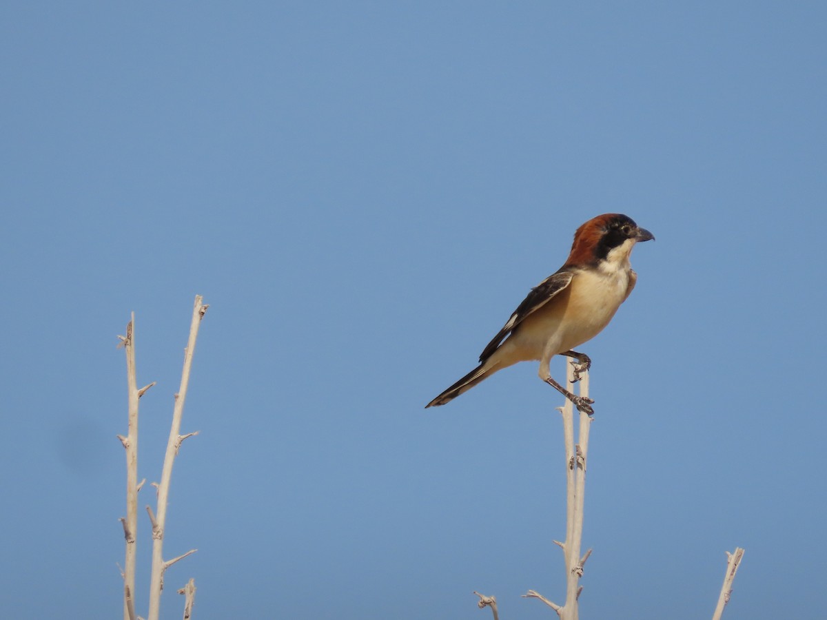 Woodchat Shrike - ML618019969