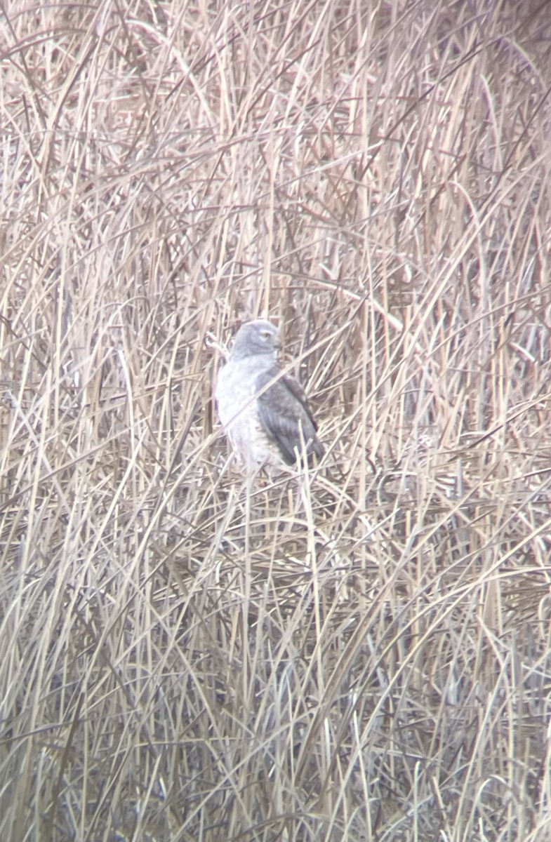 Northern Harrier - Erynn Wilcox