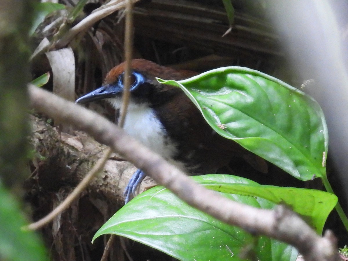 Bicolored Antbird - Urs Geiser