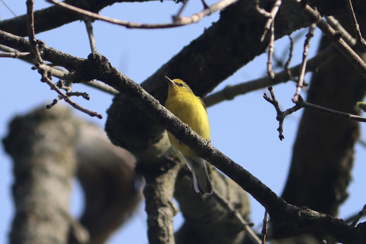 Blue-winged Warbler - ML618019973