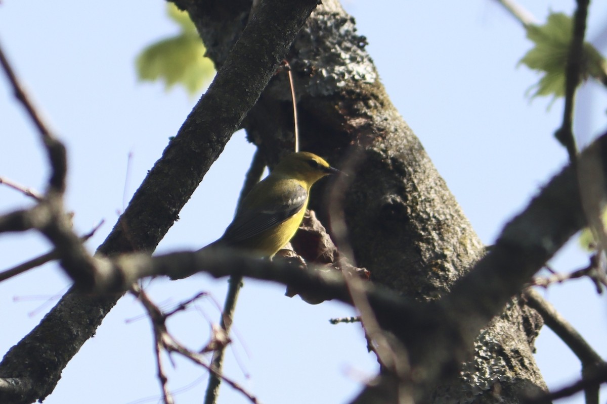 Blue-winged Warbler - ML618019974