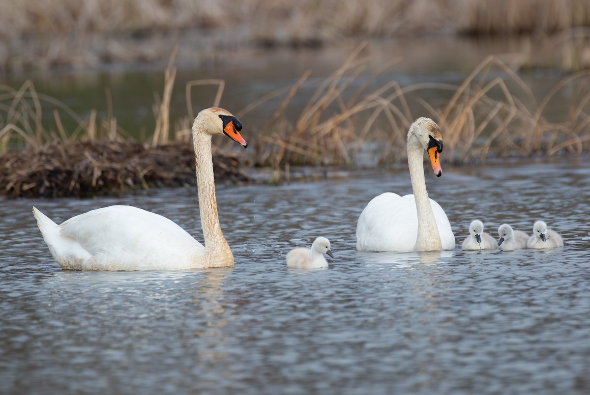 Mute Swan - ML618019978