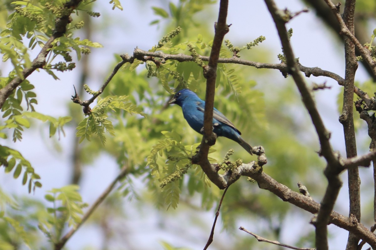 Indigo Bunting - Lisa Benjamin