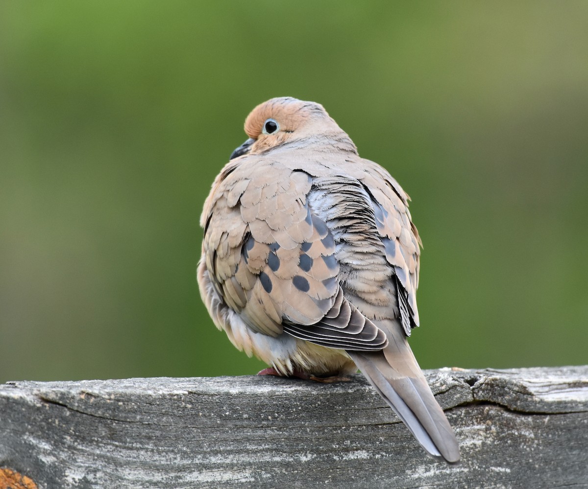 Mourning Dove - ML618019983