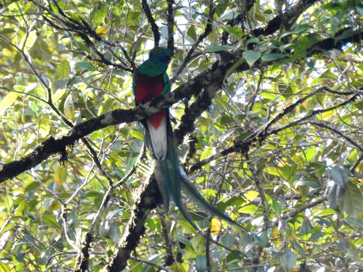 Resplendent Quetzal - ML618019984