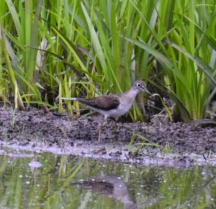 Solitary Sandpiper - ML618019988