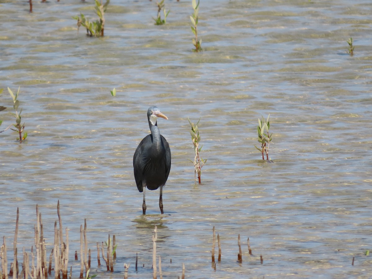 Western Reef-Heron - Ute Langner