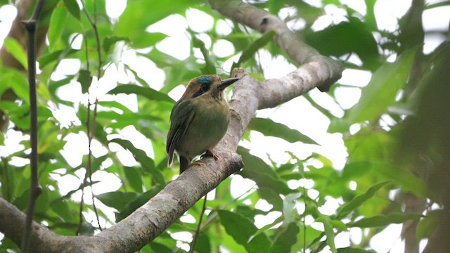 Motmot nain - ML618019999