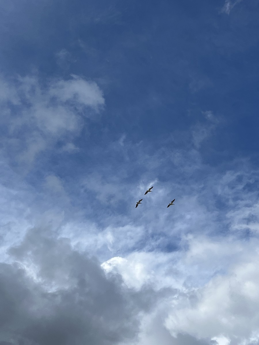 American White Pelican - ML618020020