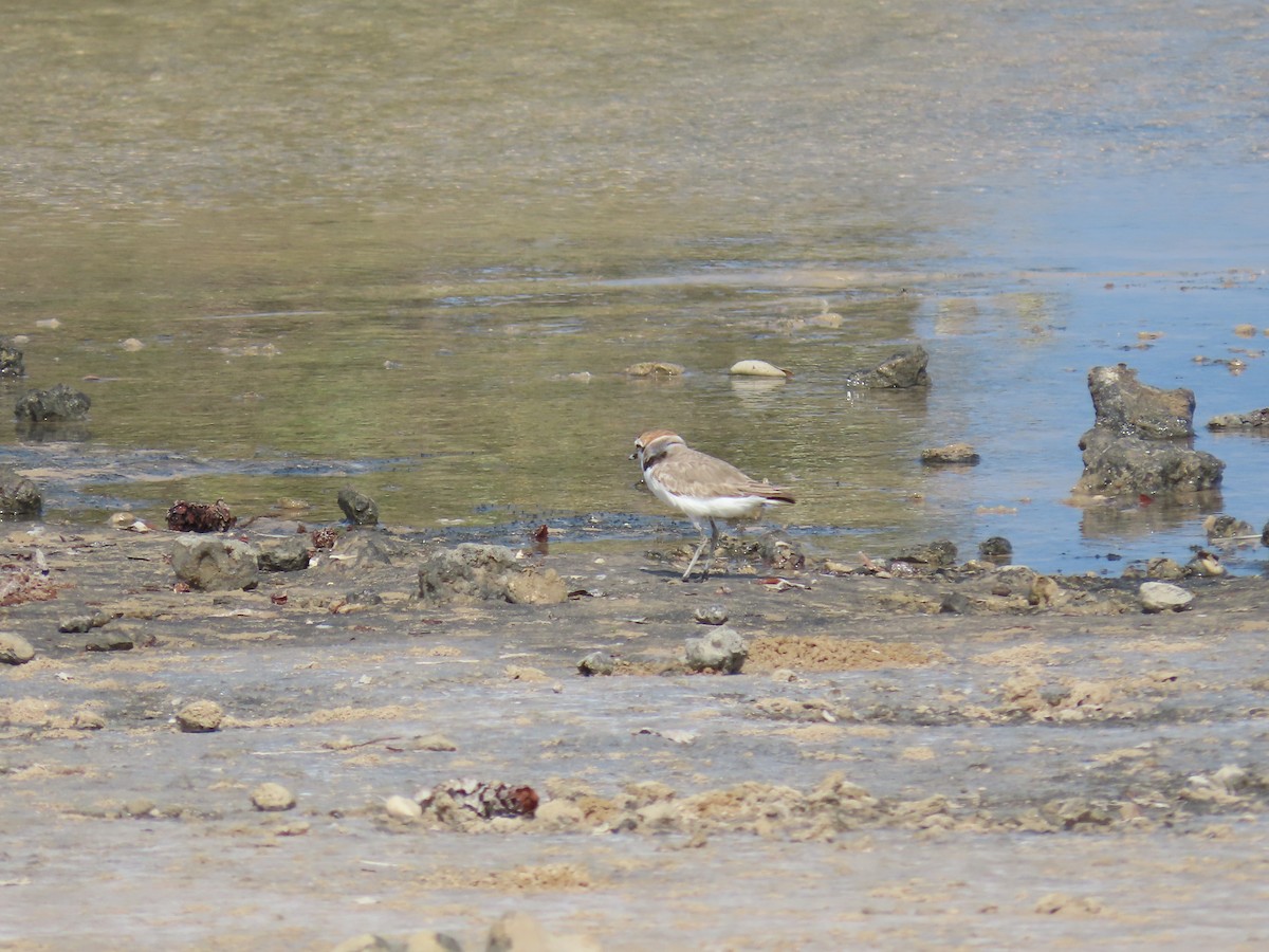 Kentish Plover - ML618020027