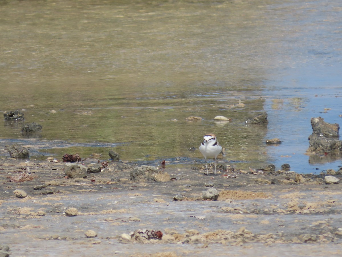 Kentish Plover - ML618020030