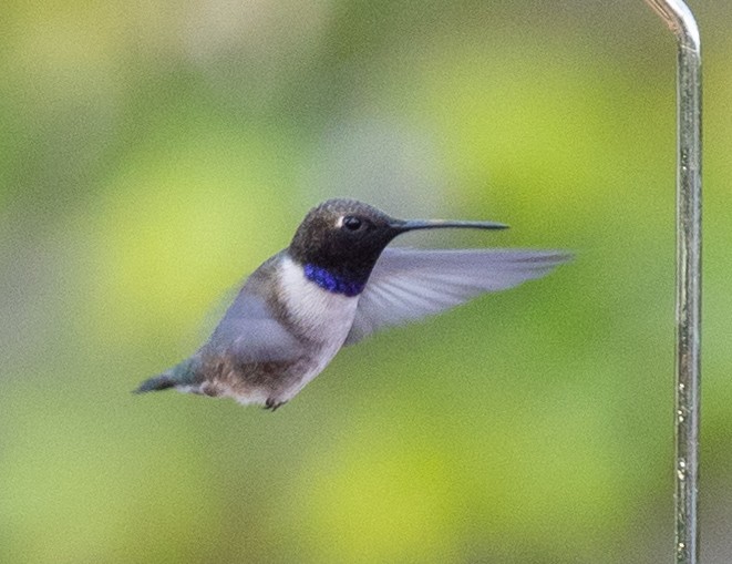 Black-chinned Hummingbird - Dale Ball