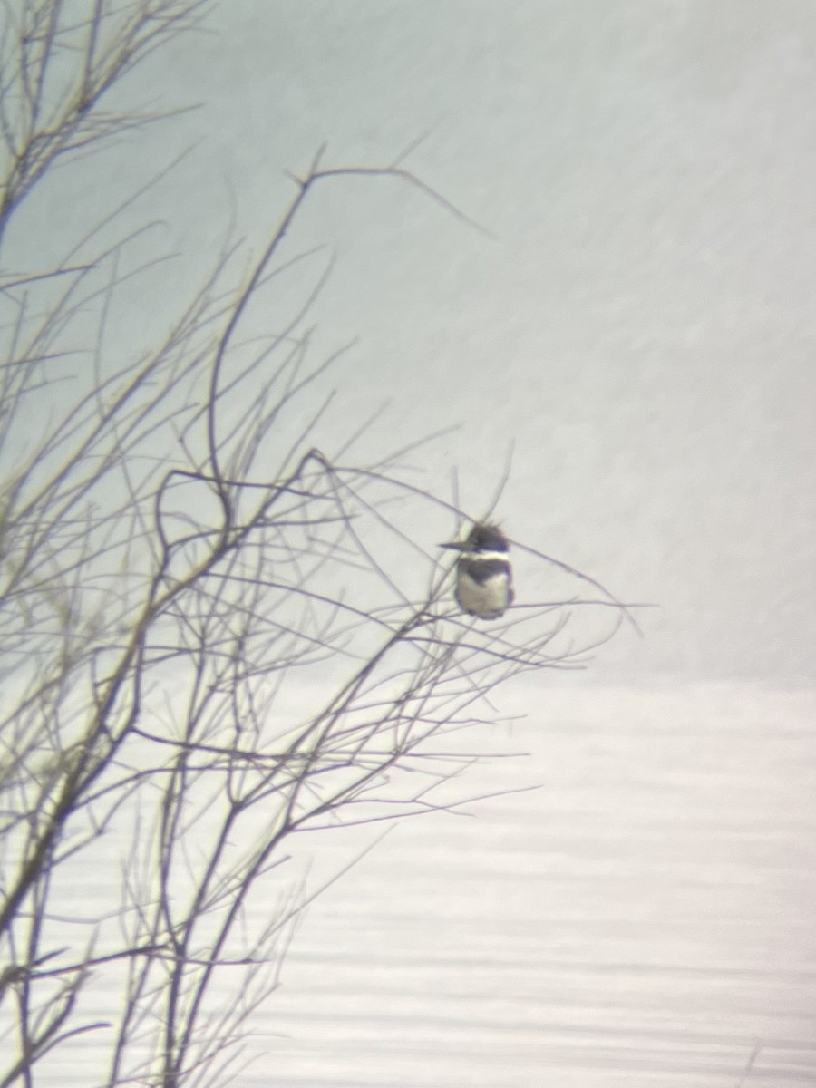 Belted Kingfisher - ML618020046