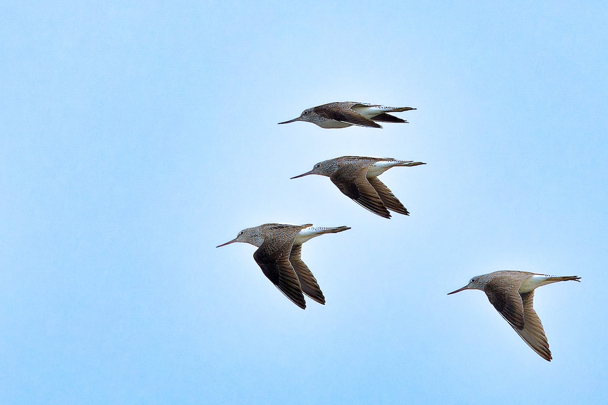 Common Greenshank - ML618020049