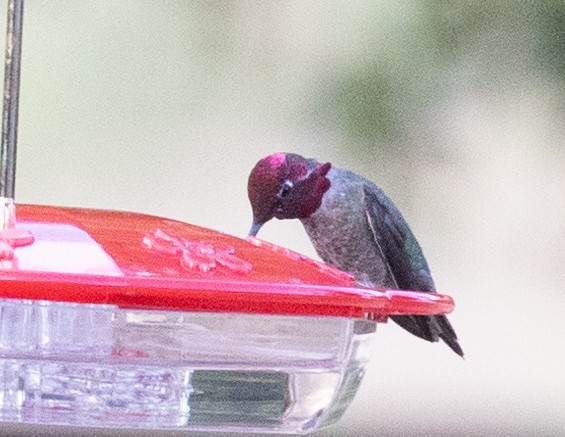 Anna's Hummingbird - ML618020050