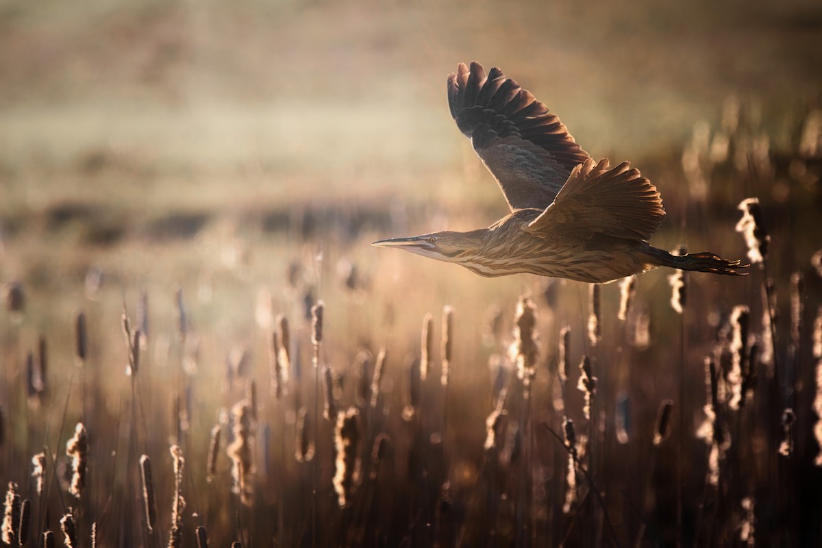 American Bittern - ML618020058