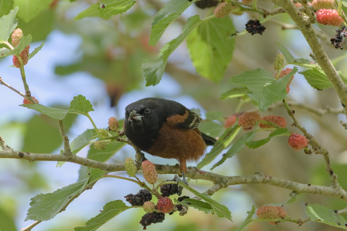 Orchard Oriole - ML618020065