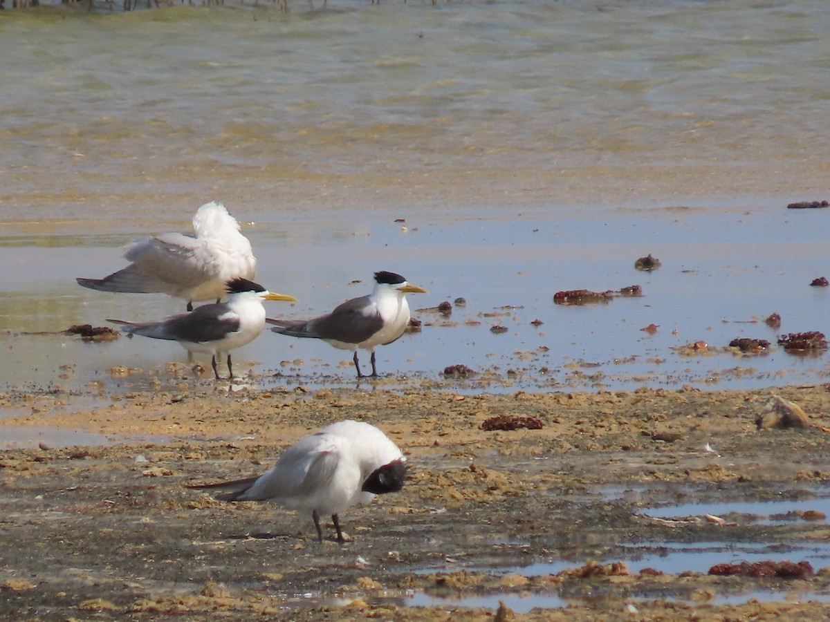 Great Crested Tern - ML618020066