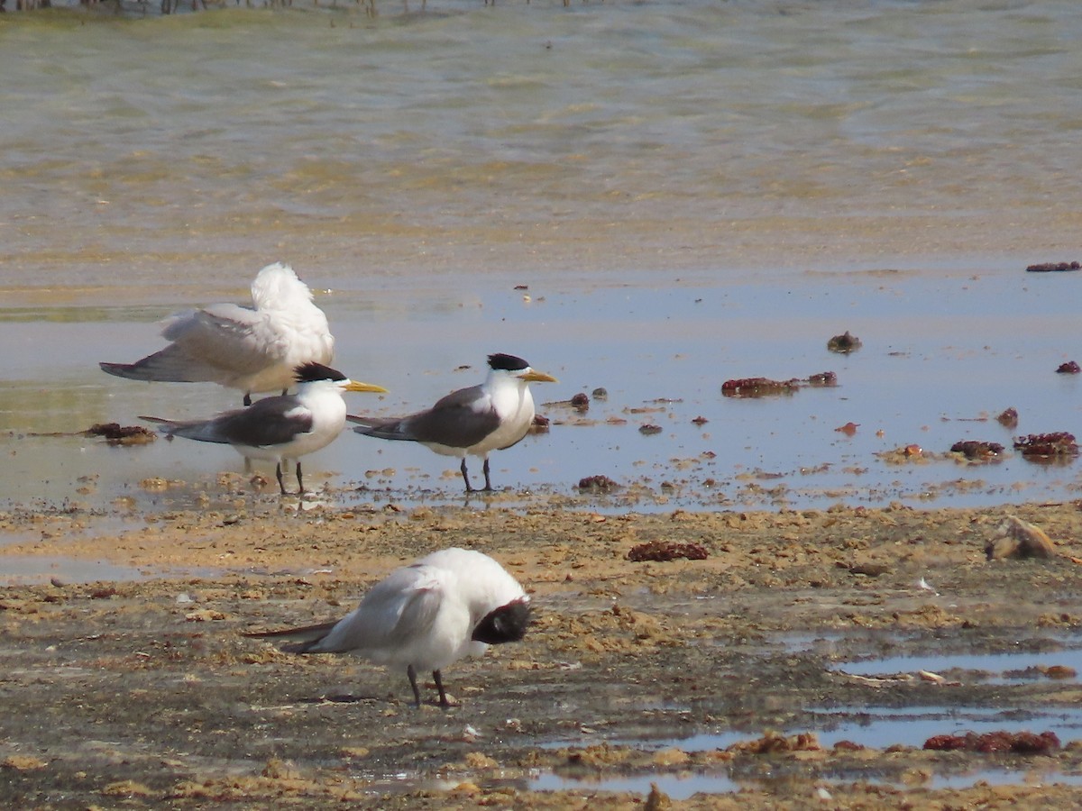 Great Crested Tern - ML618020066