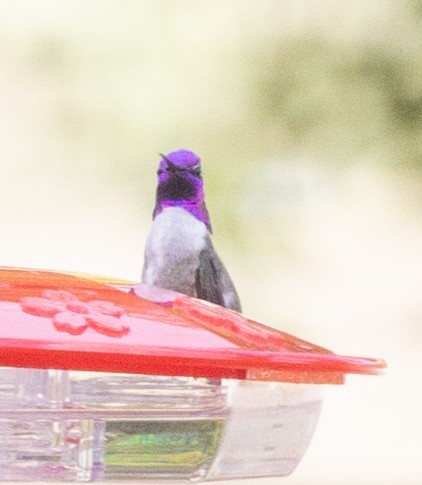 Costa's Hummingbird - ML618020067