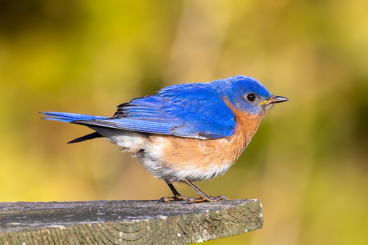 Eastern Bluebird - ML618020079