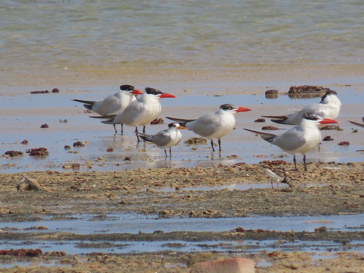 Lesser Crested Tern - ML618020094