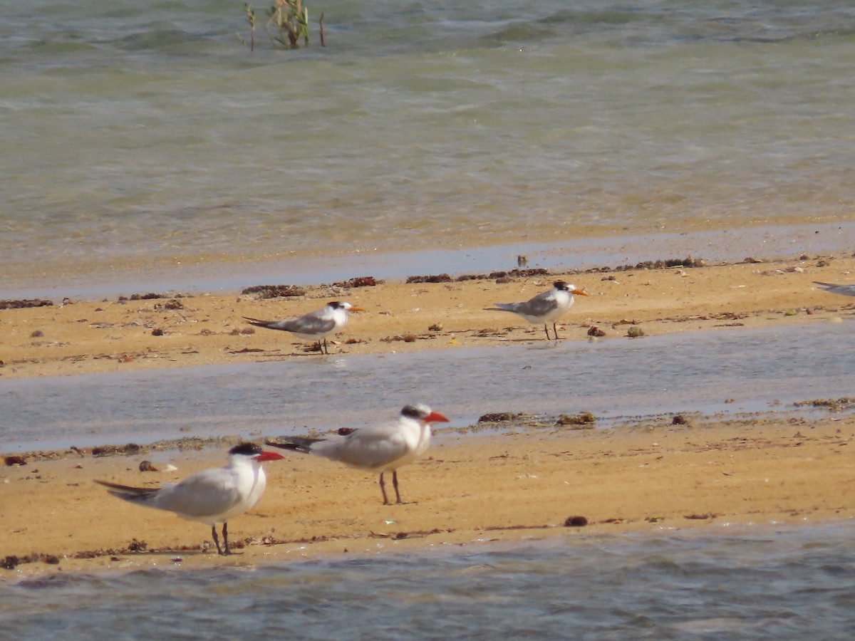 Lesser Crested Tern - ML618020095