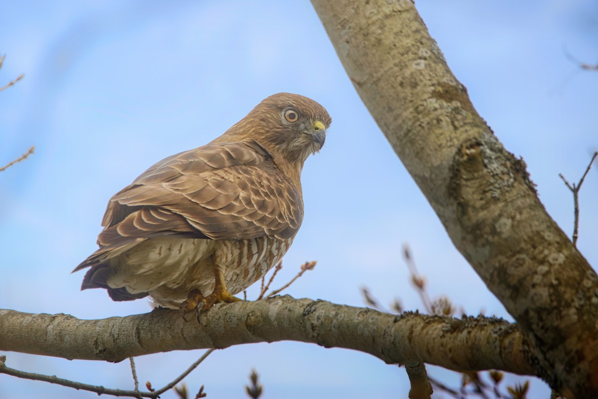 Broad-winged Hawk - ML618020104