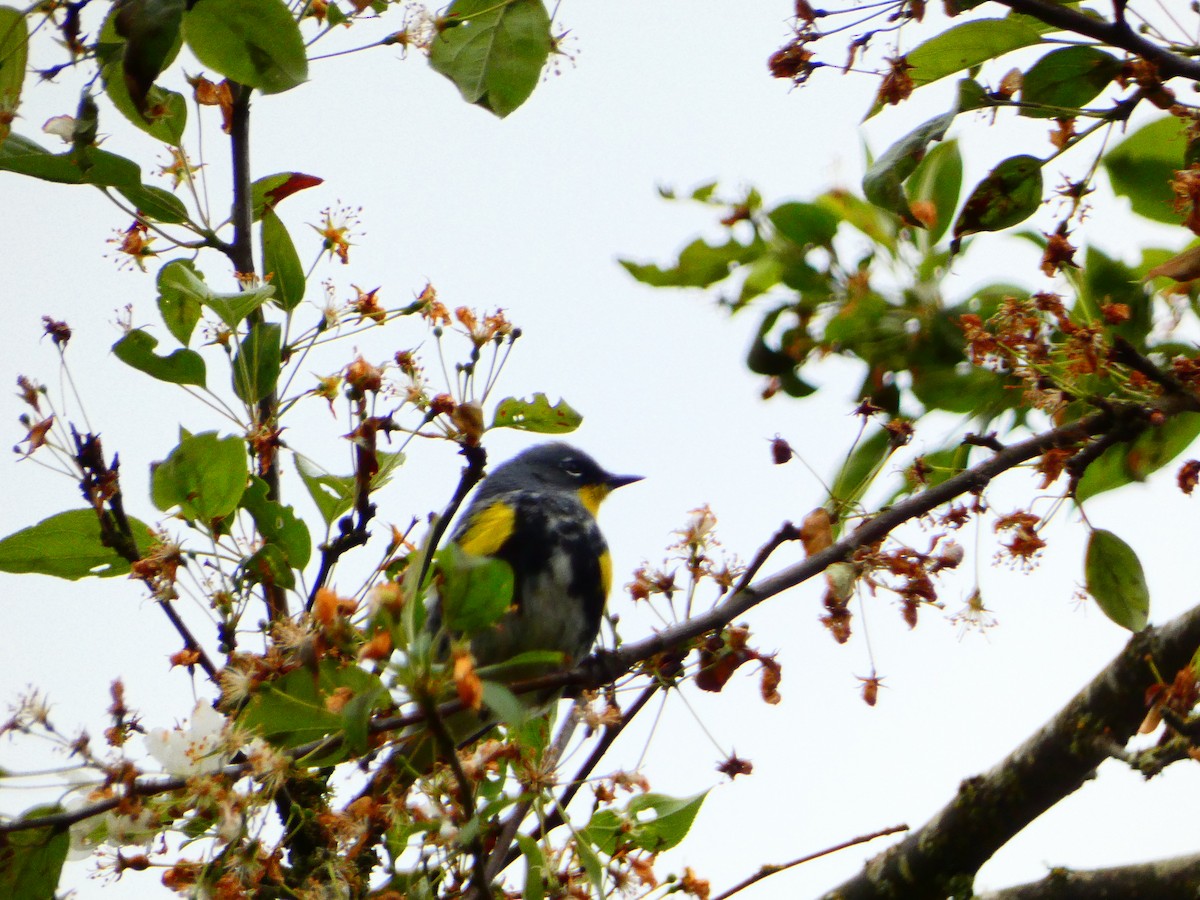 Yellow-rumped Warbler - ML618020106