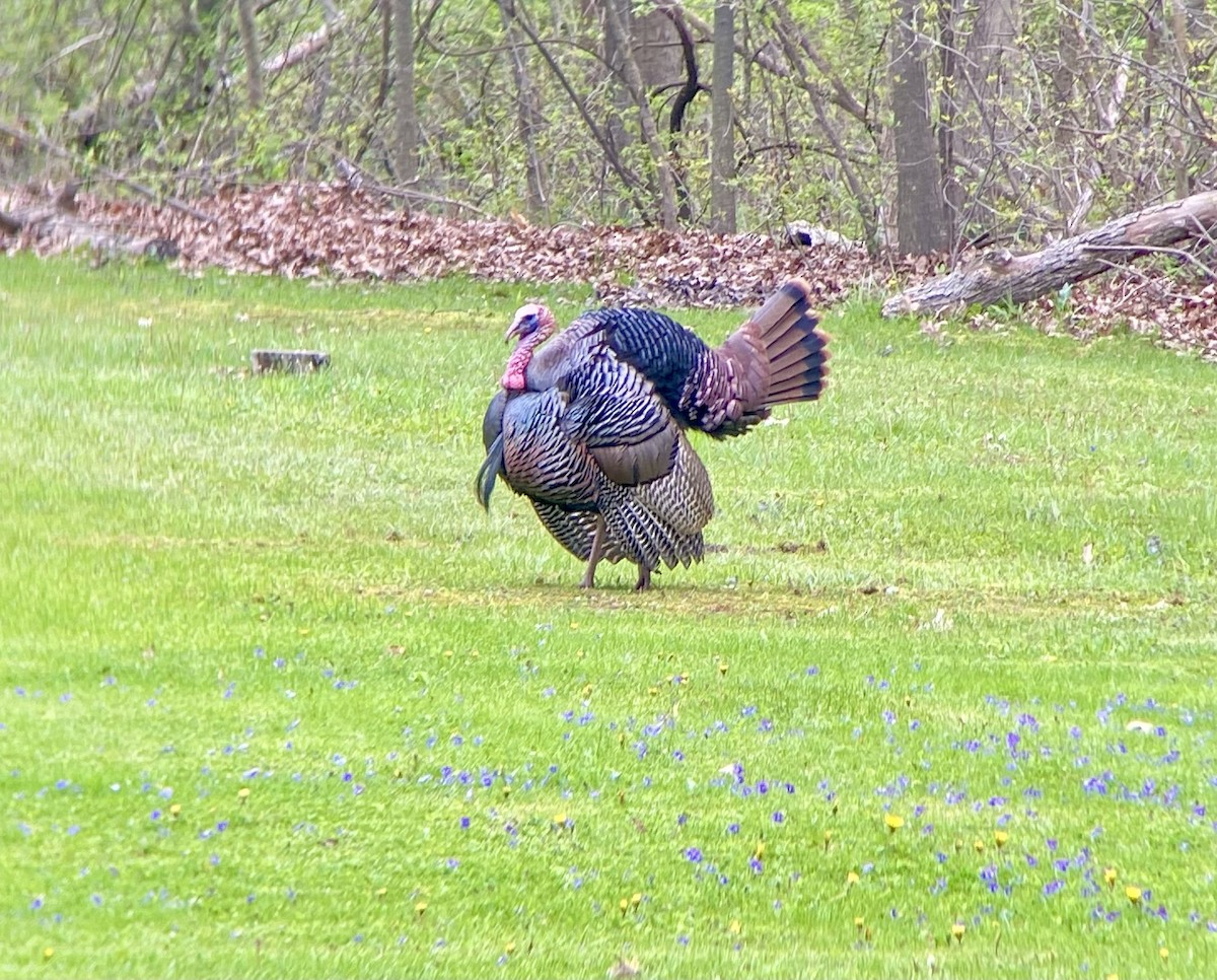 Wild Turkey - Patty & Kevin 👀👂🏻🦆 McKelvey