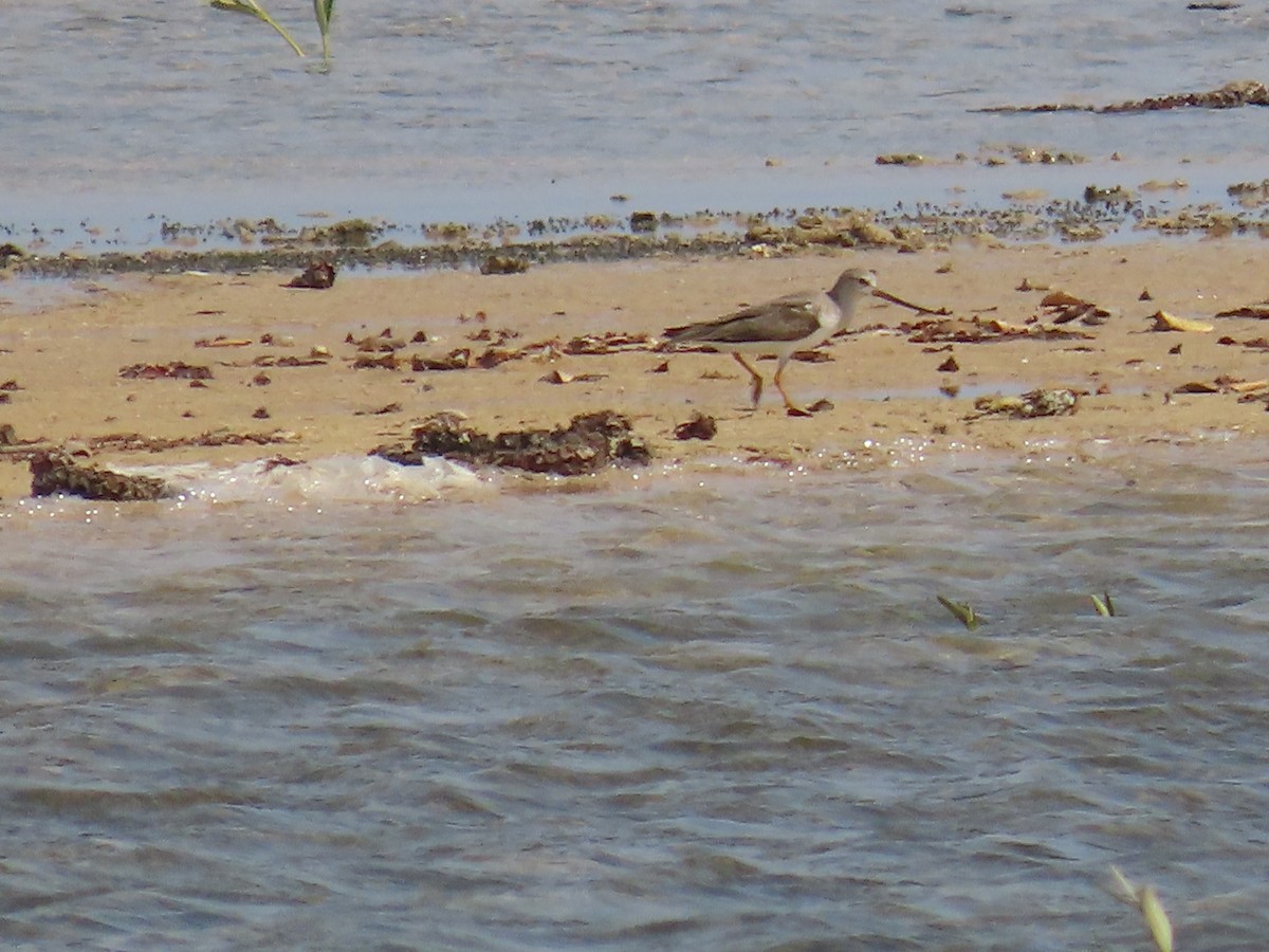 Terek Sandpiper - ML618020227