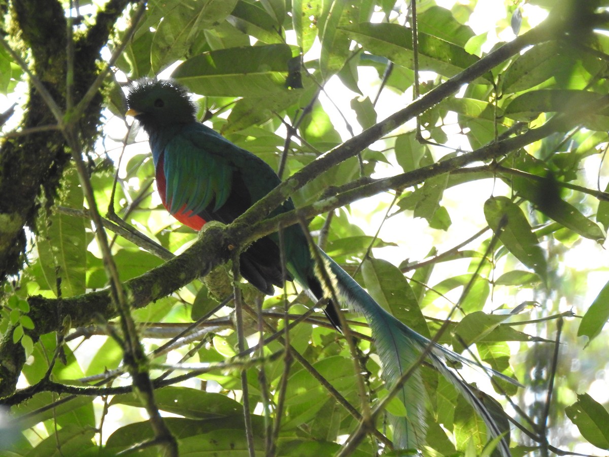 Resplendent Quetzal - ML618020250