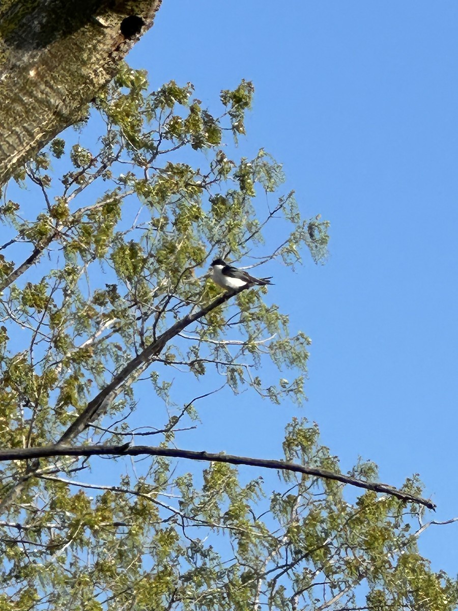 Tree Swallow - ML618020279