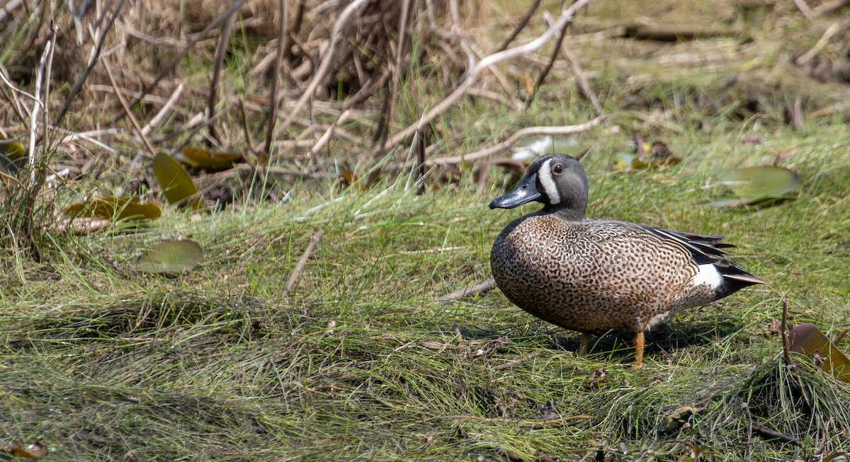 Blue-winged Teal - Kirk Gardner