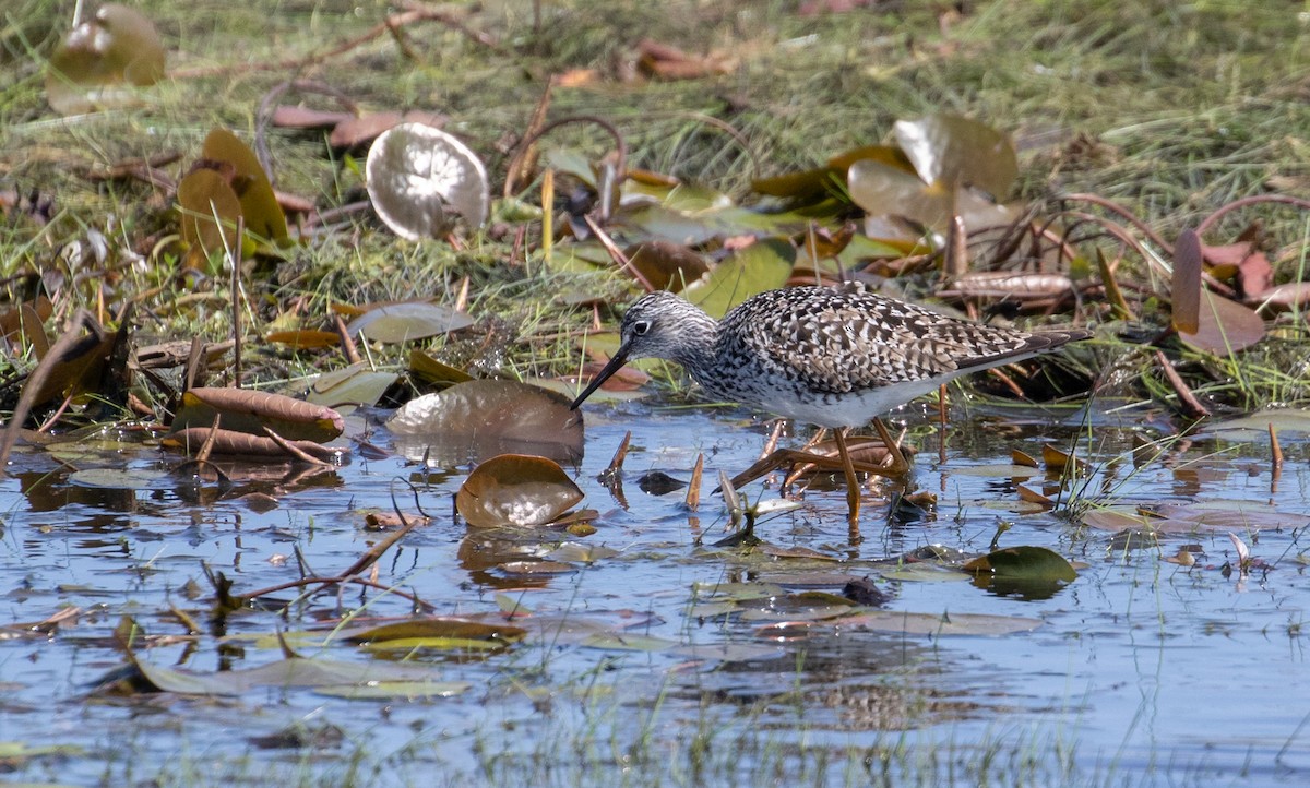 Lesser Yellowlegs - ML618020315