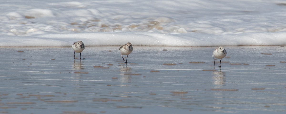 Sanderling - ML618020330