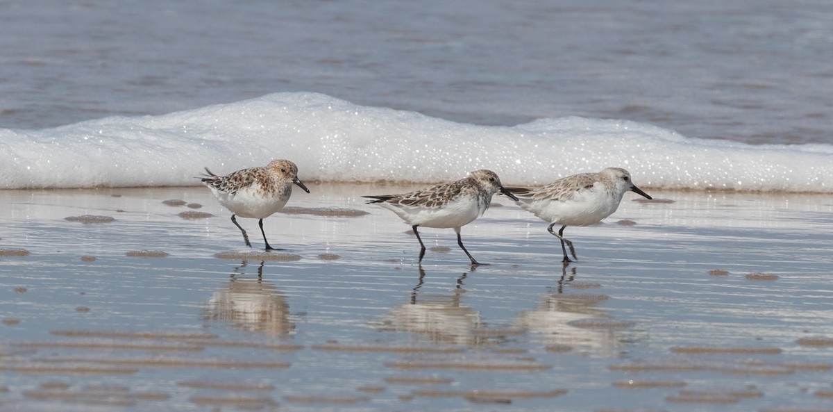 Sanderling - ML618020331