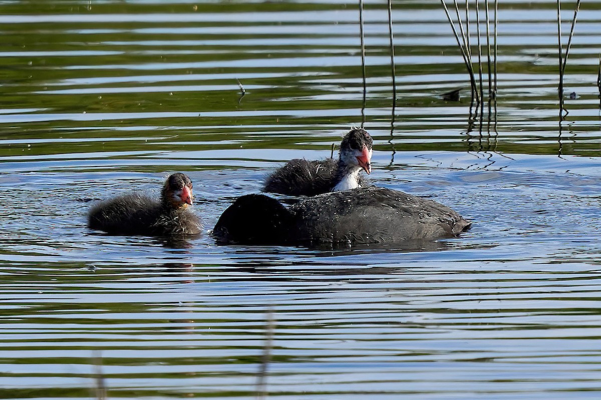 Eurasian Coot - ML618020350