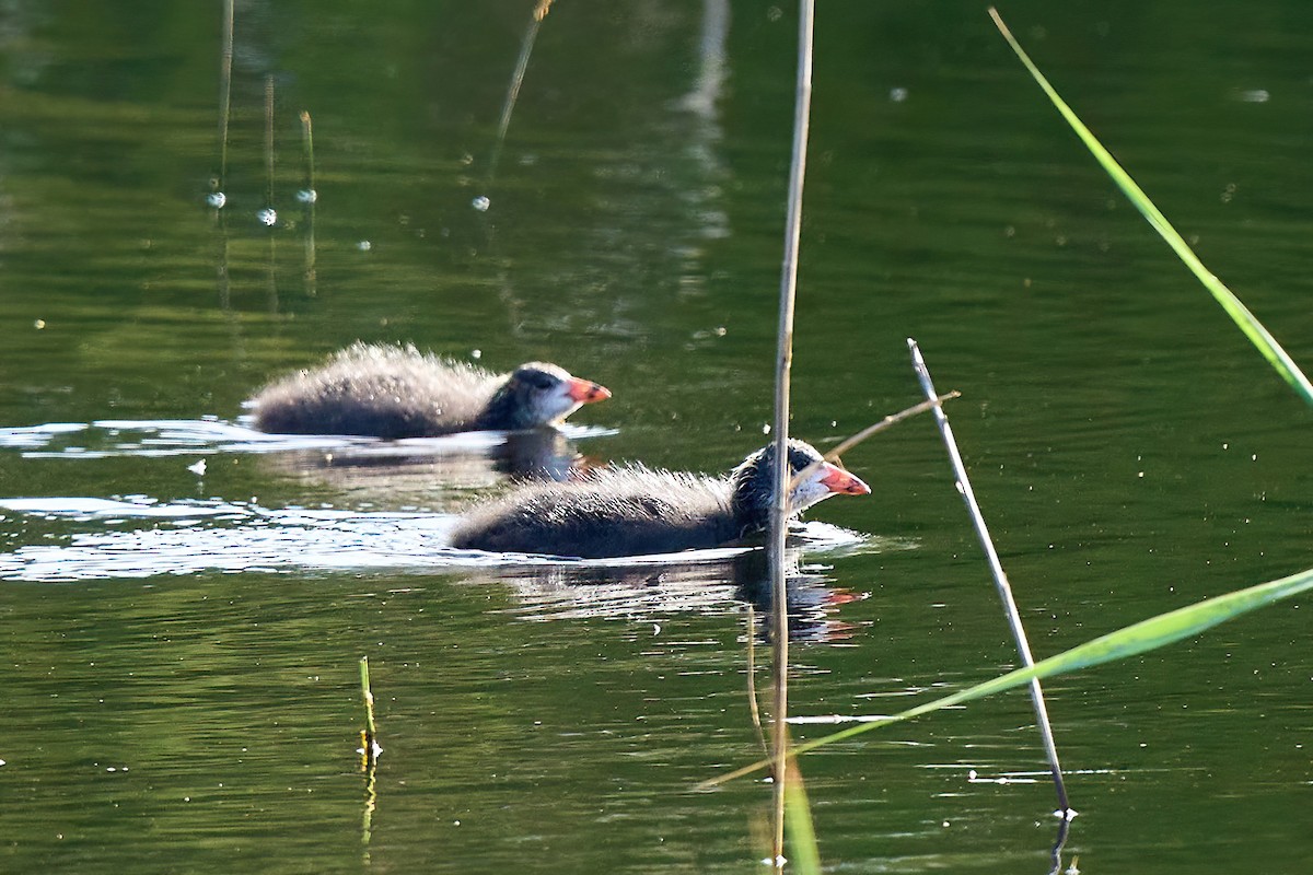 Eurasian Coot - ML618020351