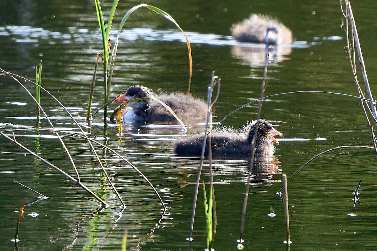 Eurasian Coot - Beata Milhano