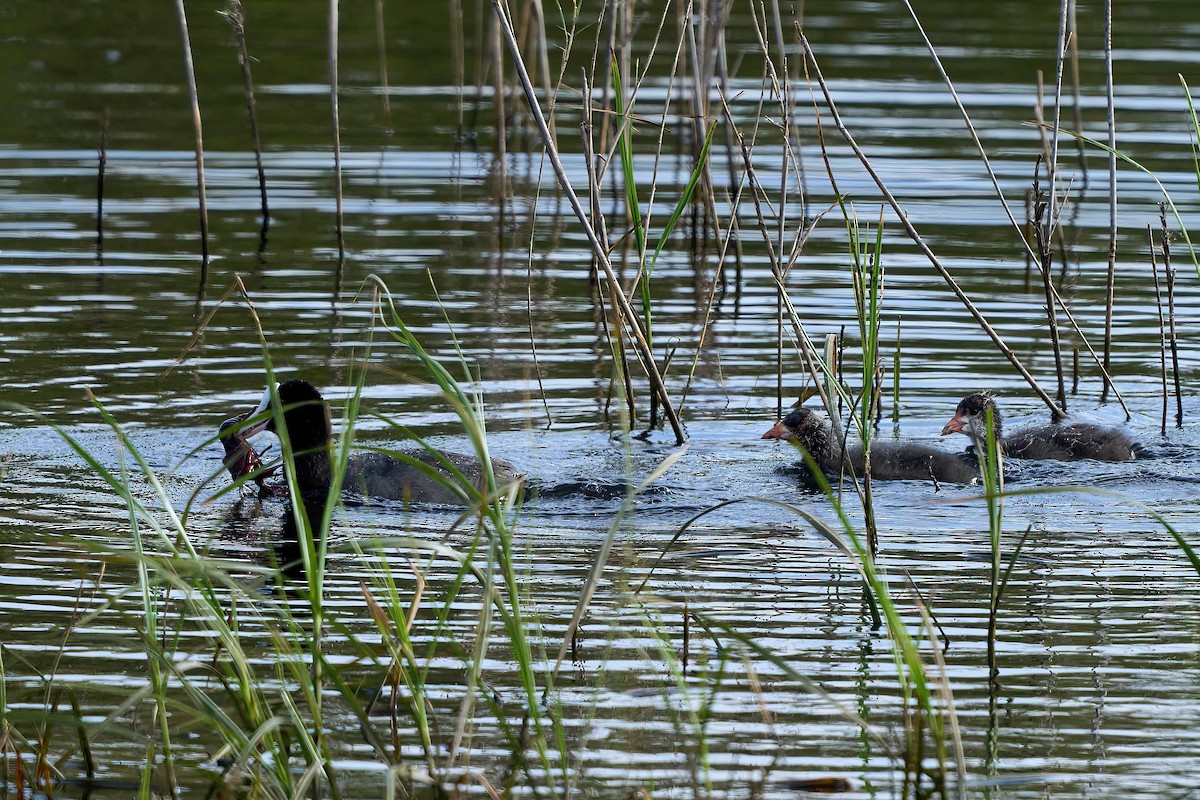 Eurasian Coot - ML618020356