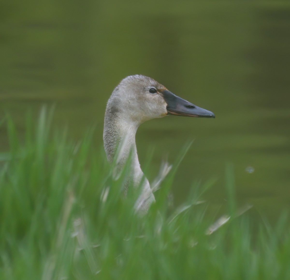 Trumpeter Swan - ML618020381