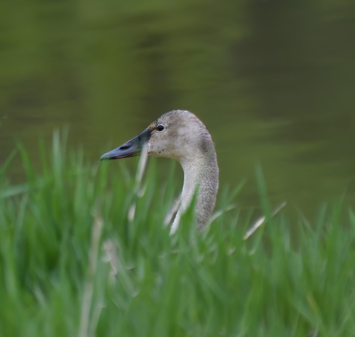 Trumpeter Swan - ML618020382