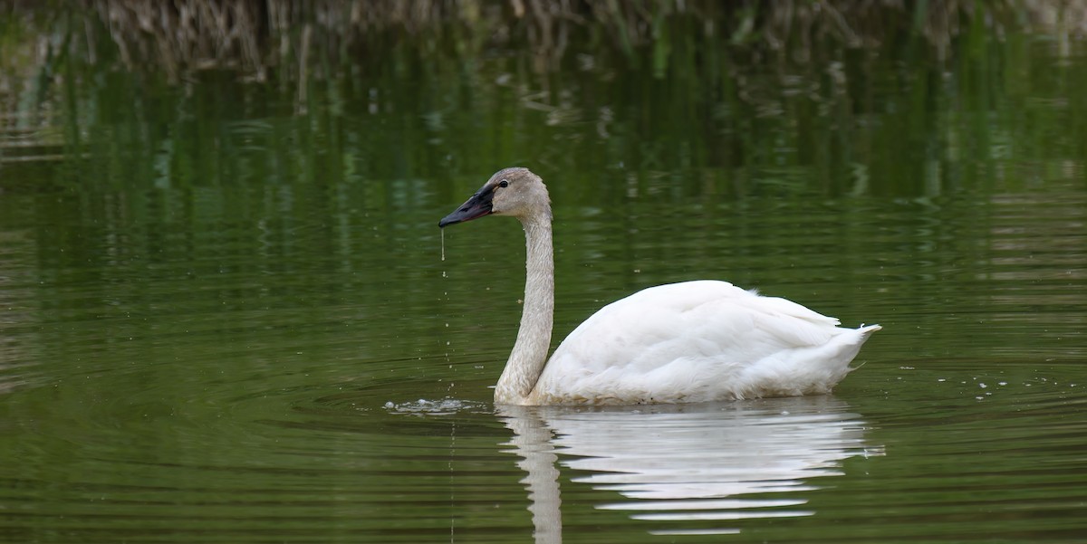 Trumpeter Swan - ML618020383