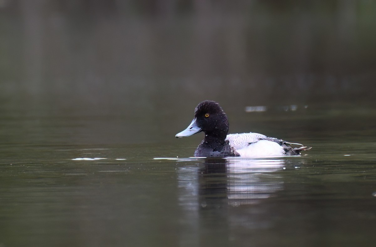 Greater Scaup - ML618020386