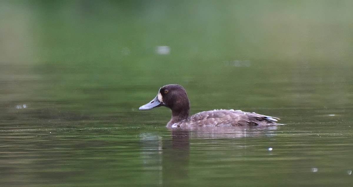 Greater Scaup - ML618020387