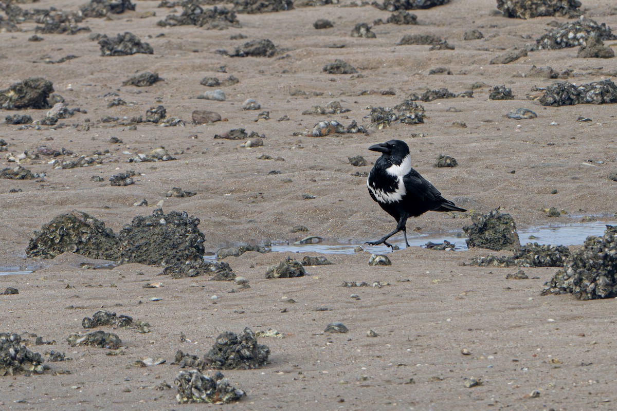 Collared Crow - Guido Van den Troost